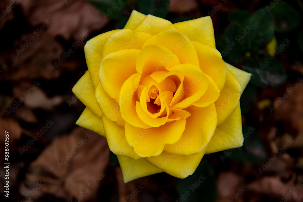 Beautiful yellow rose in the autumn garden. Yellow Rose Blooming against fall leaves on the background Beautiful yellow rose in the autumn garden. Yellow Rose Blooming against fall leaves on the background