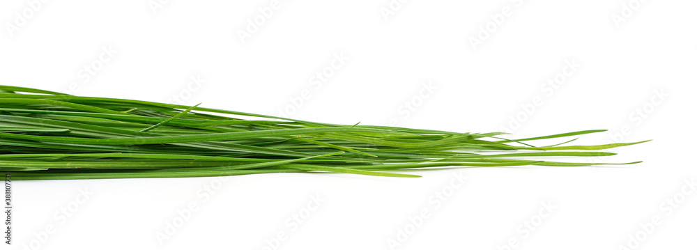 Bunch of green grass. Bunch of green grass.