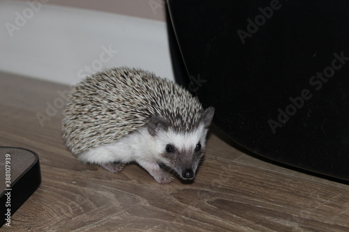 hedgehog