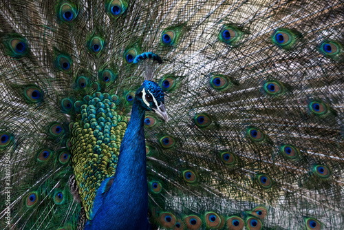 Pavo real del ecosistema Boliviano 