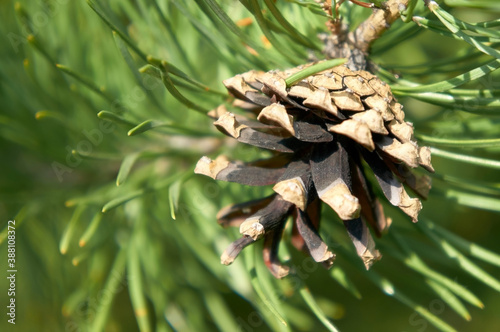 Close-up photo of a pine cone. Photo in jpeg format.