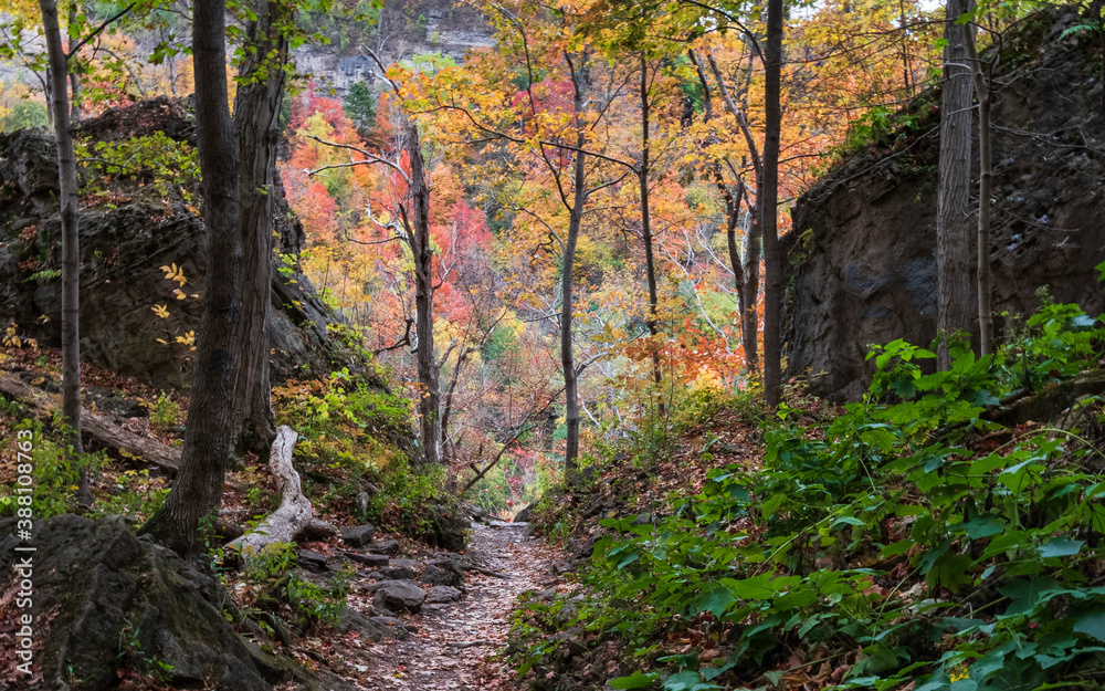 Ancient Forest Glen in Full Fall Splendor Ancient Forest Glen in Full Fall Splendor