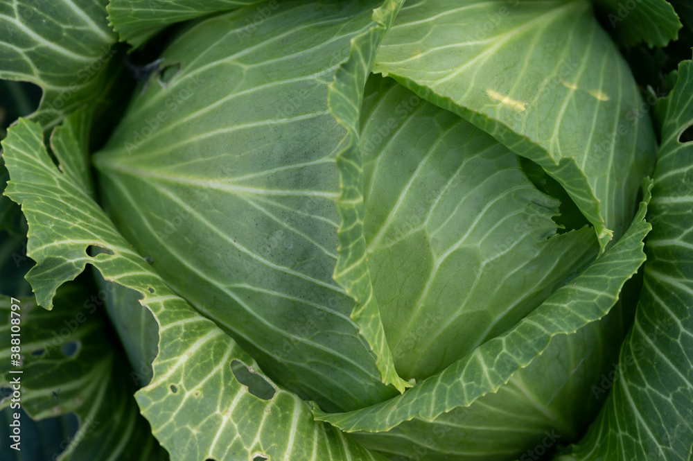green cabbage in the garden