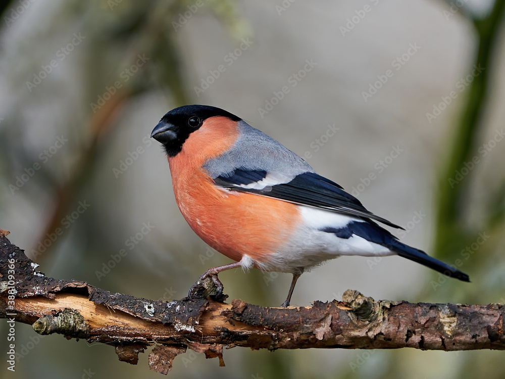 Fototapeta premium Eurasian bullfinch (Pyrrhula pyrrhula)
