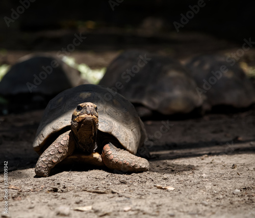 Tortugas terrestres del ecosistema Boliviano