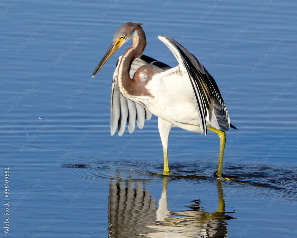 Fototapeta premium tri-colored heron fishing