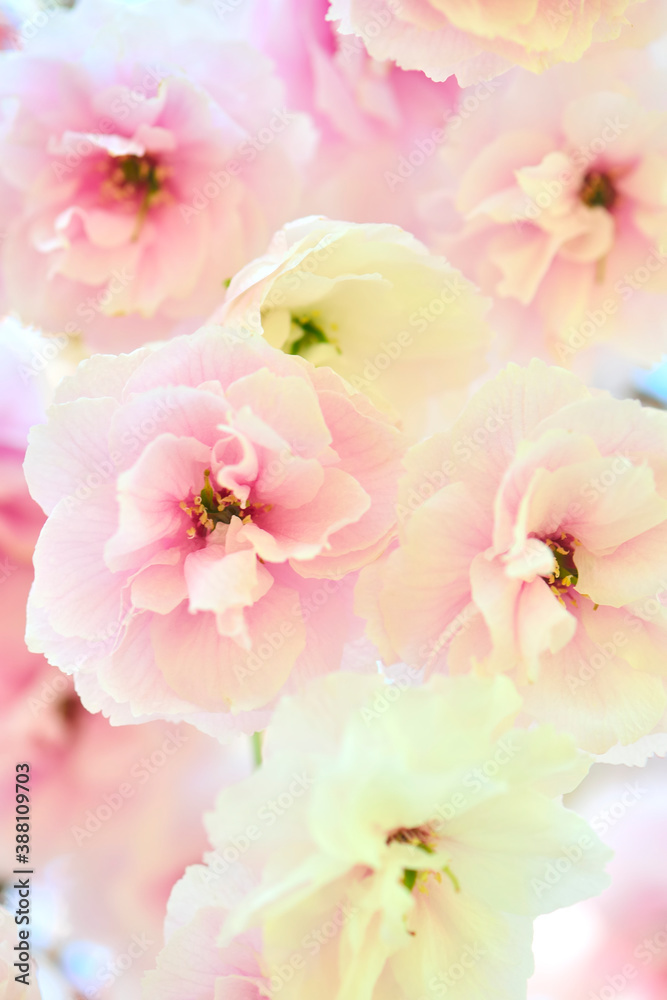 Fototapeta 八重桜