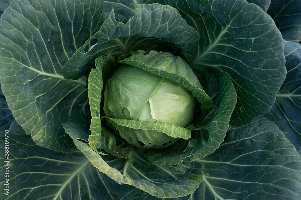 Obraz premium head of cabbage