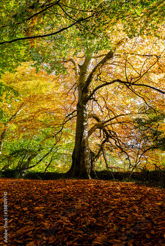 Autumn colourful tree