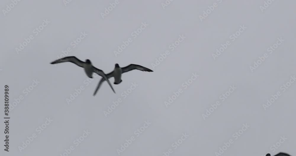 Flock of Cape petrels (Daption capense) flying against overcast sky Flock of Cape petrels (Daption capense) flying against overcast sky