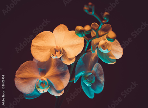 Canvas Print Orchids Contrasted