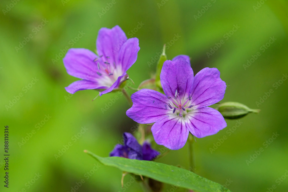 Little purple campanula flowers. Bell flower close up. Bells on a dark blurred background. Little purple campanula flowers. Bell flower close up. Bells on a dark blurred background.