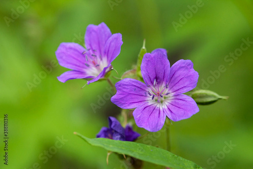 Little purple campanula flowers. Bell flower close up. Bells on a dark blurred background.