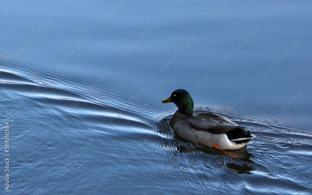 Obraz premium duck on the water