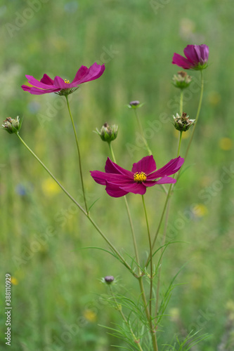 Pink flowers in a green environment in summer