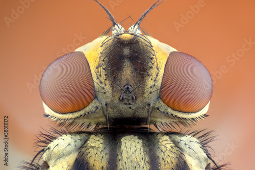 Billede på lærred high detail portrait of a stable fly