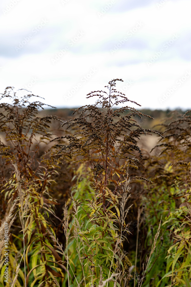Fototapeta premium Brown-green grass against a blue-white sky. Copy space