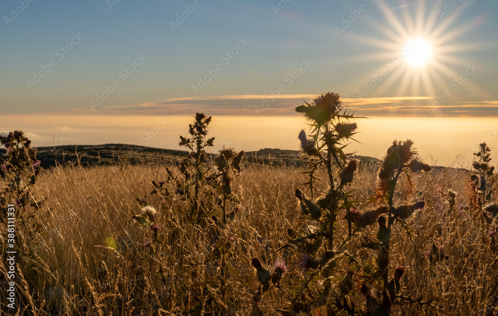 Obraz premium Dried cardoons in a sunset