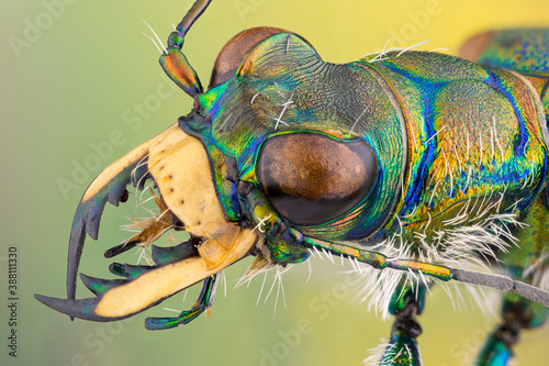 A Tiger beetle portrait. colorful metallic body. large jaws. colorful Mandiples. large compound eyes. colorful antennas. photo