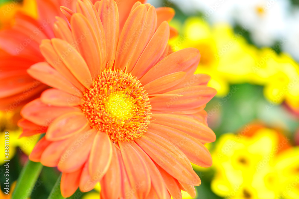 ガーベラの花 ガーベラの花