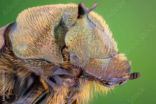 extreme close up of a horned true dung beetle portrait.