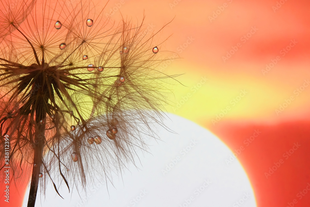 dandelion with drops of water against the sky and the setting sun