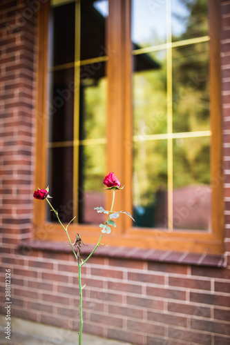 Decorative rose bush under the window of the house - red bud - decorative botany in the backyard