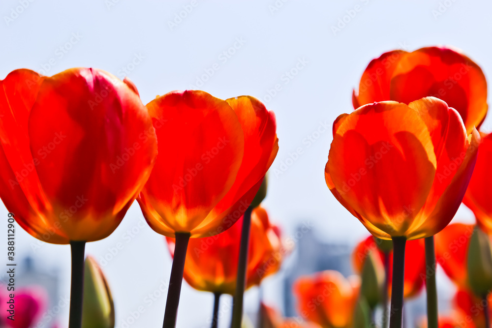 Obraz premium Beautiful Oxford’s elite tulips against the sky