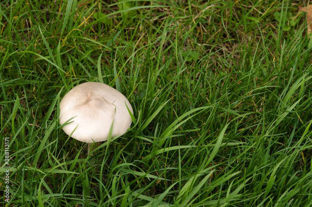 Closeup of a wild Destroying angel mushroom in meadow with grass