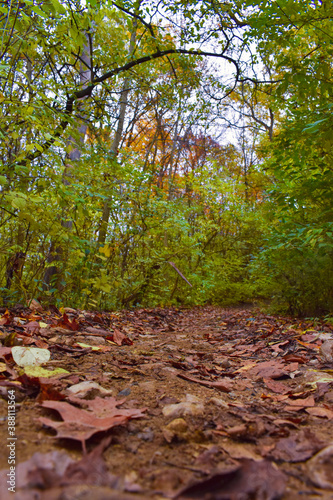 Wallpaper Mural Forest Leafs Torontodigital.ca