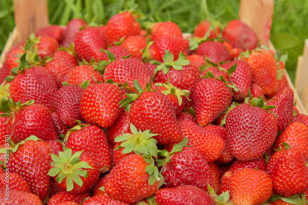 strawberry berry close-up on the background of nature strawberry berry close-up on the background of nature