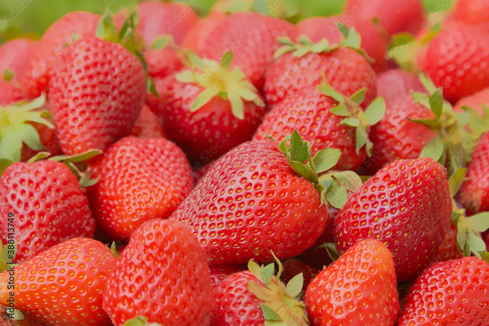 strawberry berry close-up on the background of nature strawberry berry close-up on the background of nature