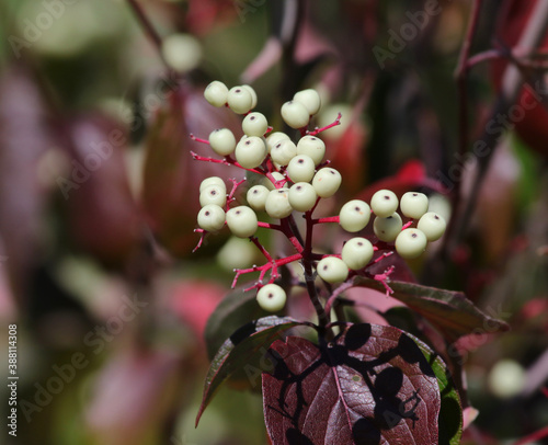 Red Osier Dogwood (Cornus sericea) berries, shot in Waterloo, Ontario, Canada.