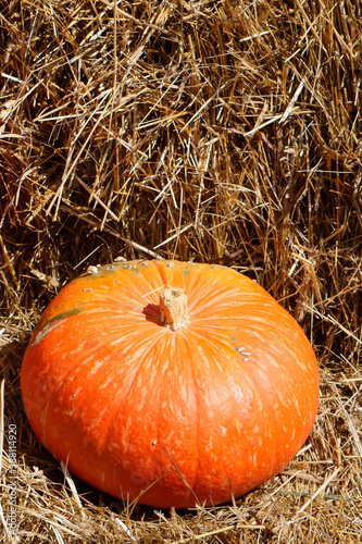 Freshly harvested pumpkin on hay bale