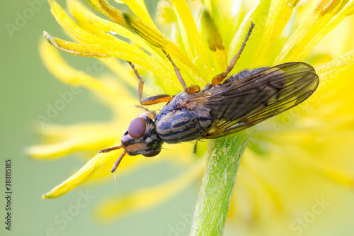 close up of a picture winged fly on a yellow wild flower stem. photo