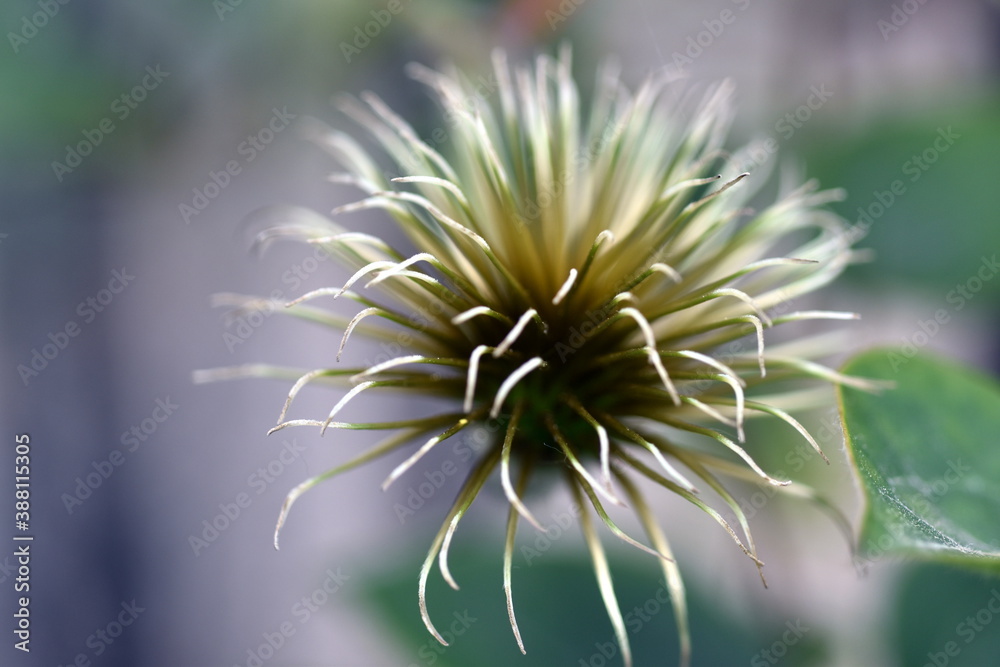 Verwelkte Blüte einer Clematis