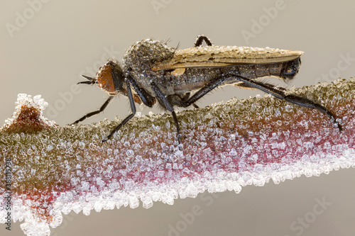 close up of an empid fly on a frozen wild plant stem covered by ice crystals. photo