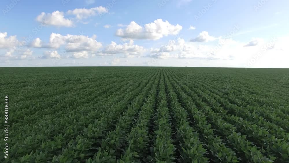soy plantation soy plantation
