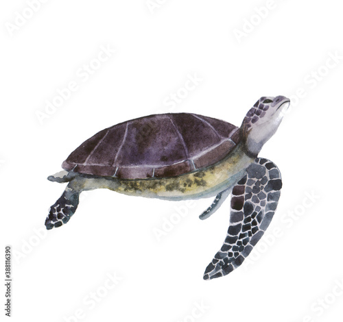 Beautiful watercolor turtle on a white background. Illustration for your print, postcards, website, mugs or bags. Painting for your own design