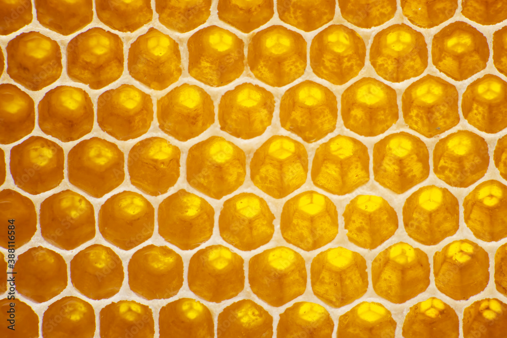 the honey in the comb to the light closeup. Natural background and texture.