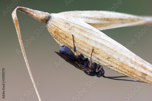 close up of a black parasitic wasp sleeping on a thin wild plant seed head. photo