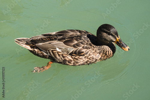 Duck swimming in the lake water