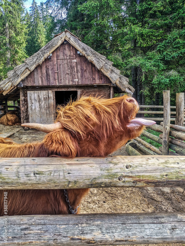 Konstfotografi cat on a farm