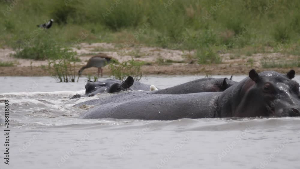 Hippopotamus fighting in the water in Moremi Game Reserve, Botswana Hippopotamus fighting in the water in Moremi Game Reserve, Botswana