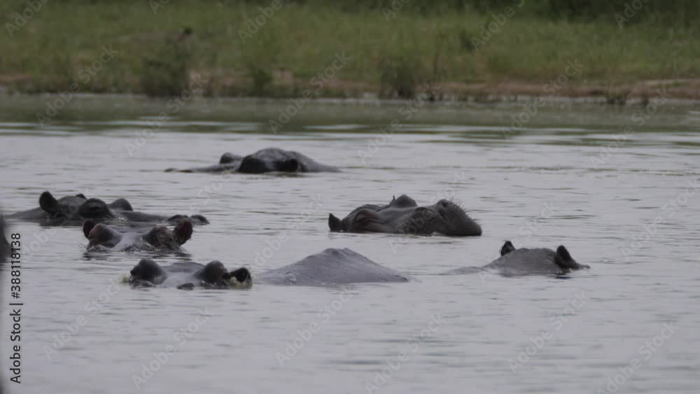 A bloat of hippopotamuses in a lake in Moremi Game Reserve, Botswana A bloat of hippopotamuses in a lake in Moremi Game Reserve, Botswana