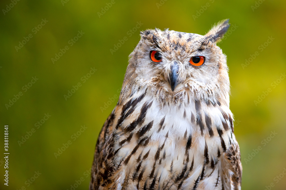 Naklejka premium Beautiful shot of a bird of prey - great eagle owl.(Bubo bubo sibiricus)