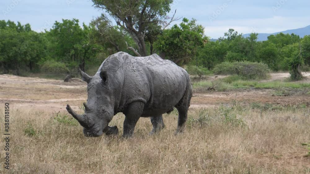 Rhino covered in mud passing by a rhino young and mom at Gate Highlands National Park, South Africa Rhino covered in mud passing by a rhino young and mom at Gate Highlands National Park, South Africa