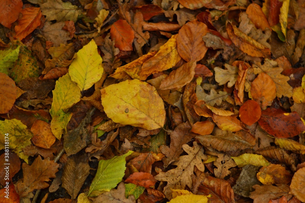 autumn leaves on the ground autumn leaves on the ground