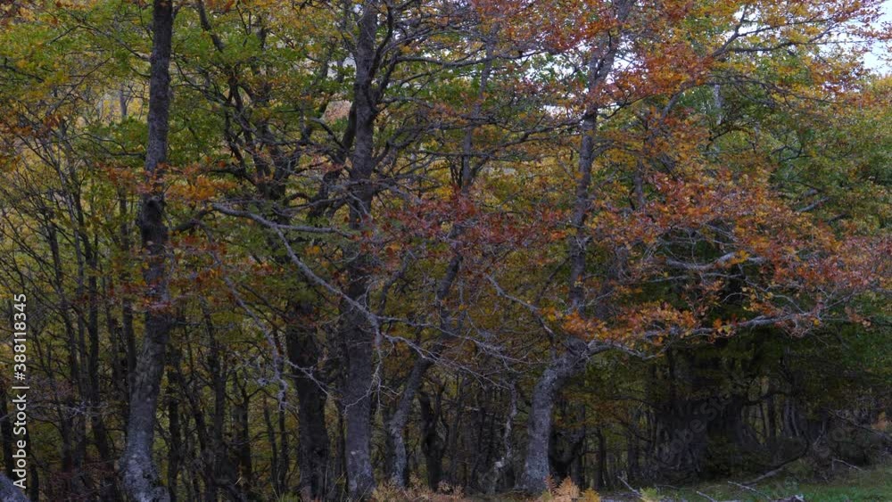 Pollution-free landscape, pure air moves the branches of the multicolored, yellow, green and ocher trees, a video that shows autumn in its entirety Pollution-free landscape, pure air moves the branches of the multicolored, yellow, green and ocher trees, a video that shows autumn in its entirety