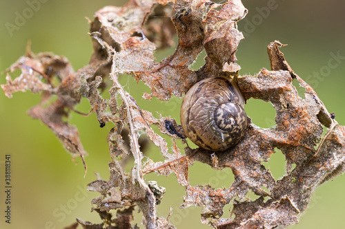 Quadro em tela close up of a camouflaged land snail in hibernation on an autumn leaf